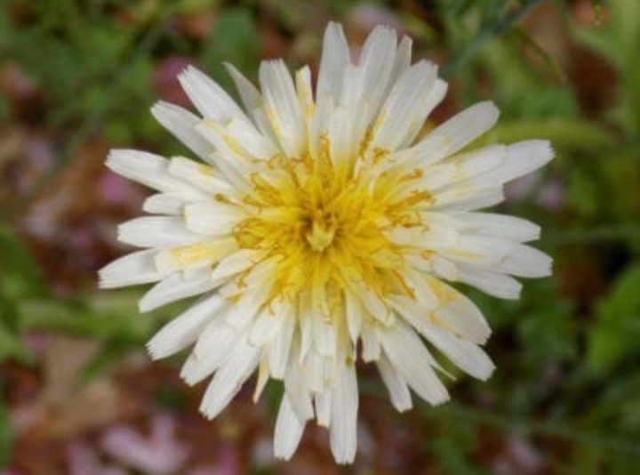 Best time to spray Dandelions InDepth Guide, Tips & More