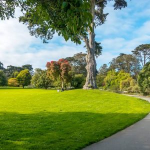 Best Grass Seed for Shade