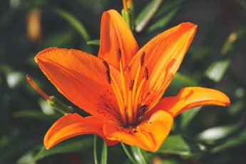 How Many Types Of Lily Flowers Are There