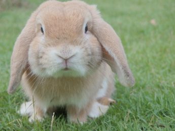 How To Get Rid Of Rabbits In Flower Garden