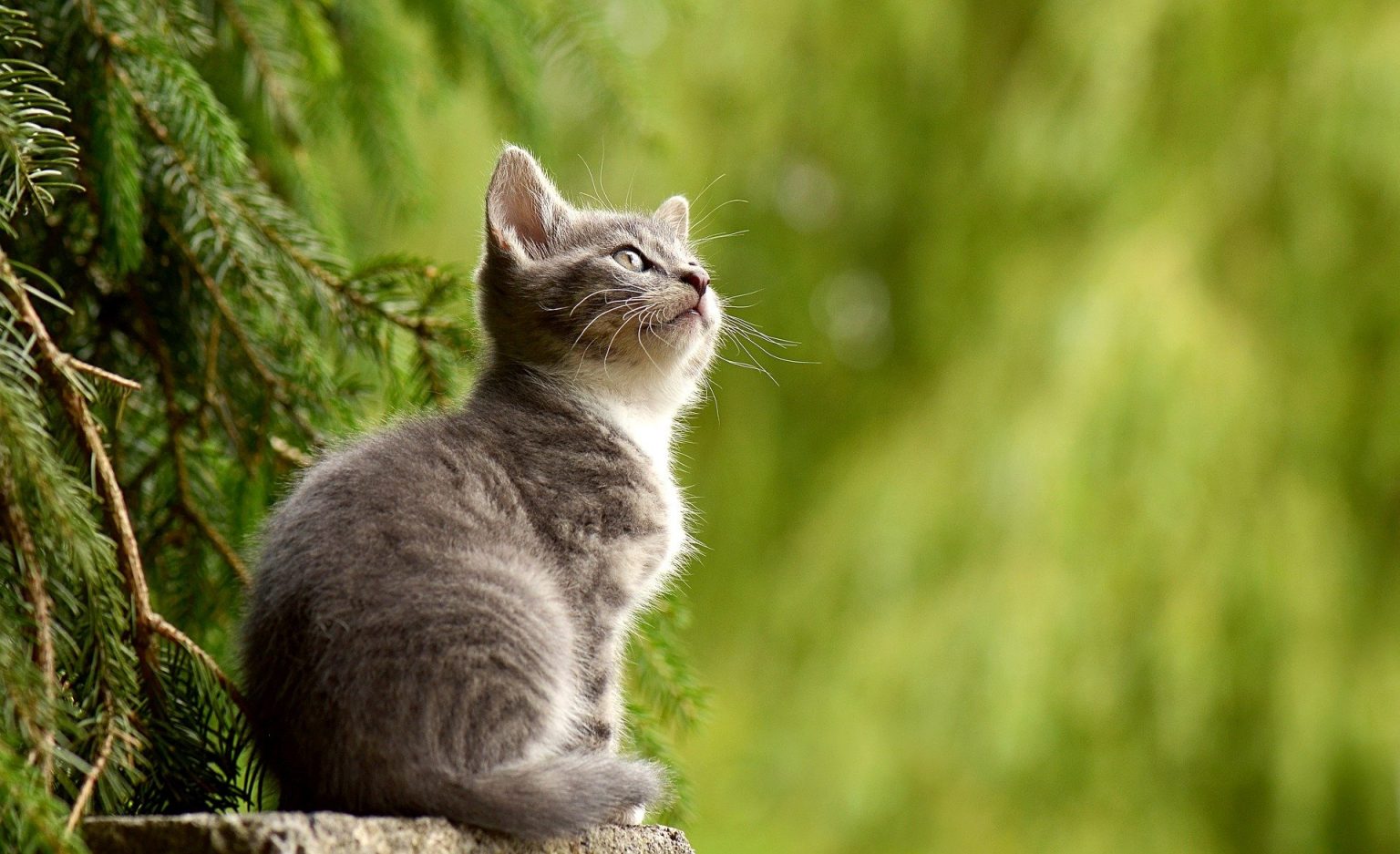 How to keep cats out of flower garden step by step guide