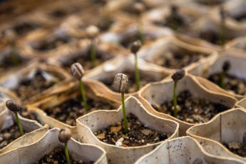 How To Start A Plant Nursery