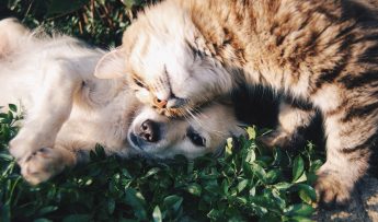 Pet Safe Lawn Care Products