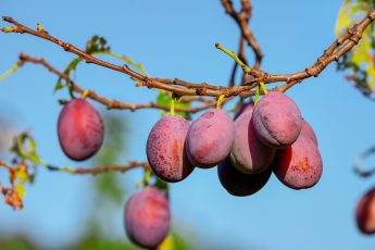 Purple Fruit Names