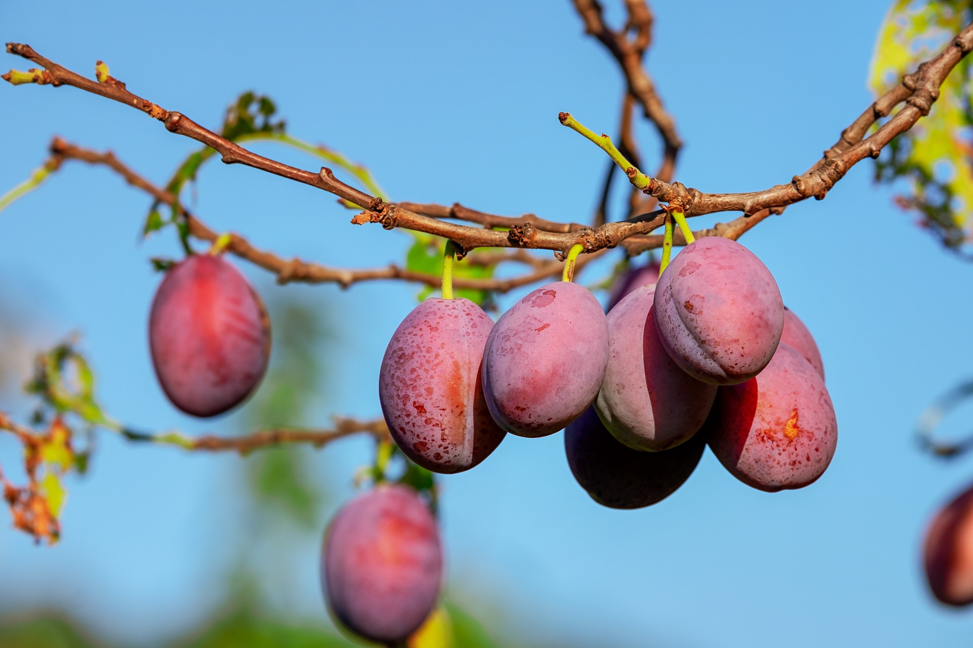 Purple Fruit Names All You Need to Know with Tips & More