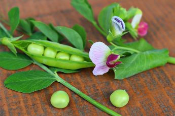 Which Five Vegetables Have The Most Protein?