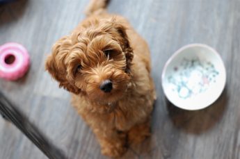 What Vegetables Can Dogs Eat?