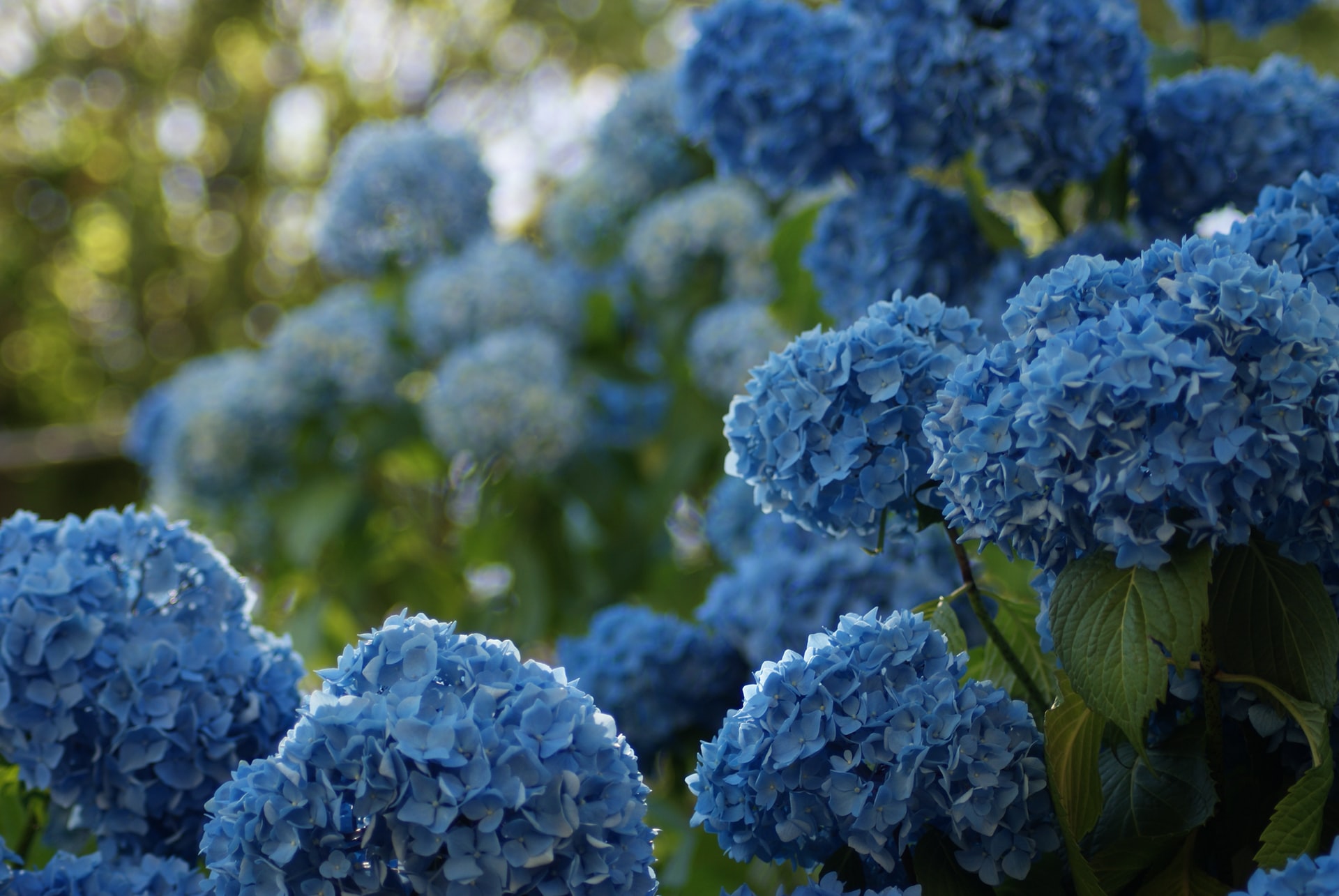 4 Best Fertilizer For Hydrangeas Complete Guide & More