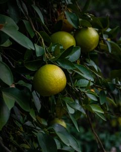 Best Fertilizer for Citrus Trees