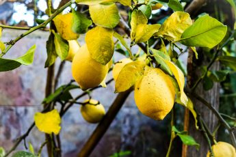 Best Fertilizer for Citrus Trees