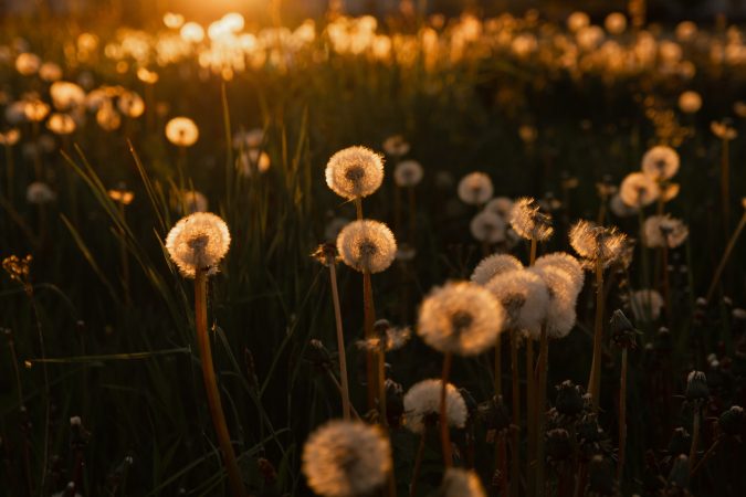 dandelion field