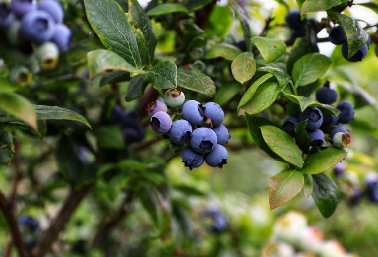 8 Best Fertilizers For Blueberries Full Overview
