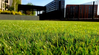 Best Artificial Grass And Artificial Turf