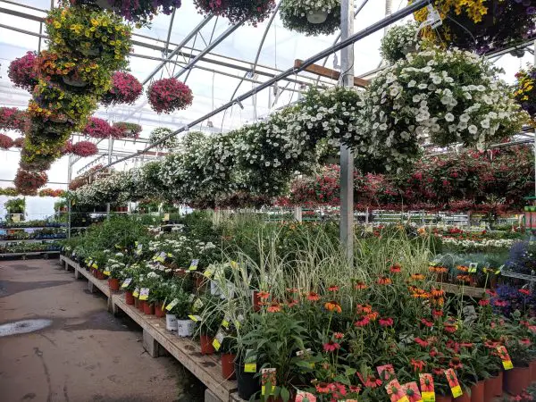 plant nursery