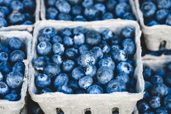Best Fertilizers For Blueberries