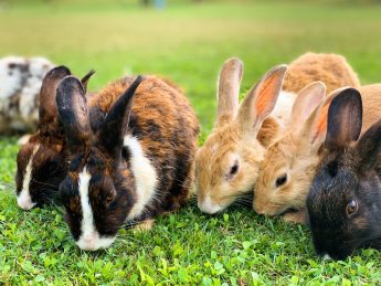 How To Get Rid Of Rabbits In Flower Garden