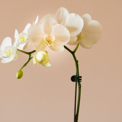 Best Fertilizers For Orchids