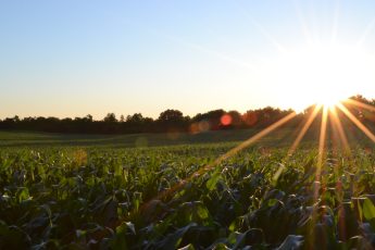 How To Control Nematodes In Home Gardens