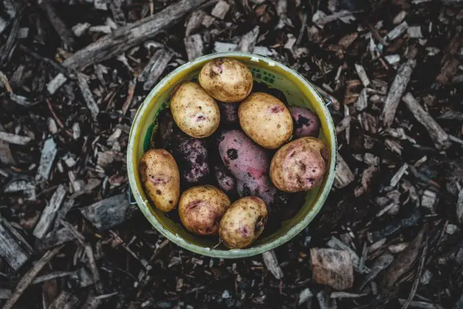 sweet potatoes