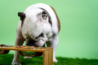 What Vegetables Can Dogs Eat?