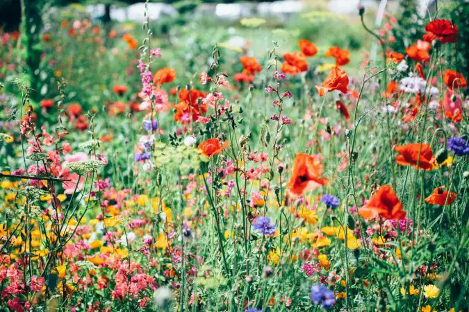 Focus On The Aesthetics Of Your Flower Garden